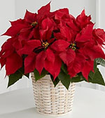 Red Poinsettia Basket (Small)